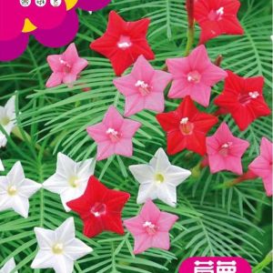 morning glory seeds (about 100 seeds)