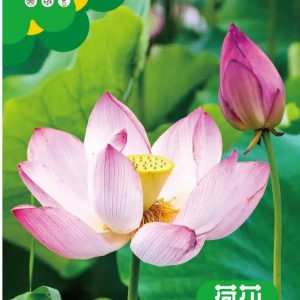 Lotus seeds (5 pieces)