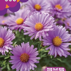 Dutch Chrysanthemum (about 1500 capsules)