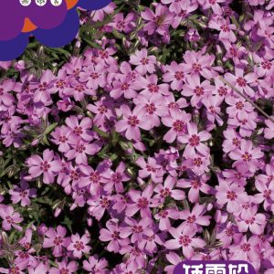 Short snow wheels (about 8,000 pieces)