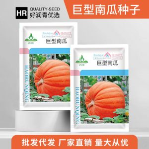 Giant pumpkin ( 5 piece seed)