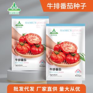 Steak tomato ( 100 pieces )