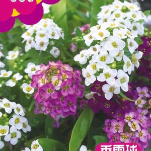 Sweet alyssum white and red mixed color (about 2000 pieces)