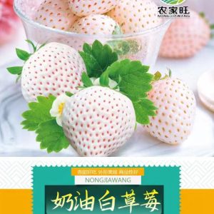White strawberries (about 200 pieces)