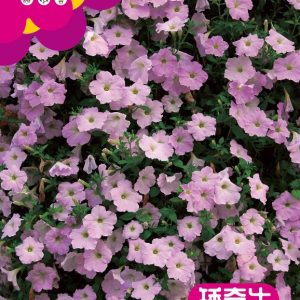 Longvine Morning Glory (50 capsules)