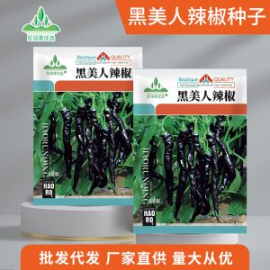 About 100 Black Beauty chili peppers