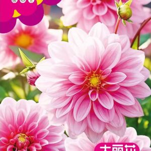 Dahlia (about 100 seeds)