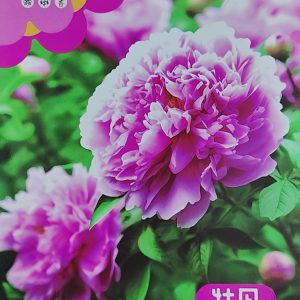 Peony seeds (about 10 seeds)