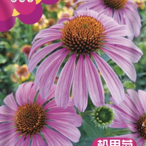 Echinacea 1g (about 250 capsules)