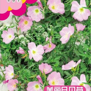 Beautiful Evening Primrose (about 5000 tablets)