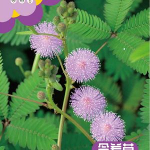 Mimosa (120 capsules)