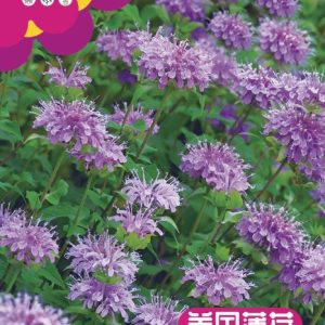 Peppermint seeds (about 1,000 seeds)