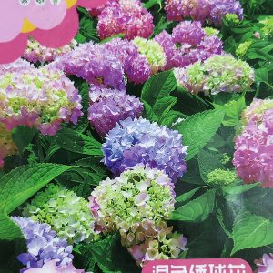 Mixed color hydrangea seeds (about 450 seeds)