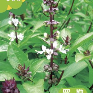 Basil seeds (about 1,000 seeds)