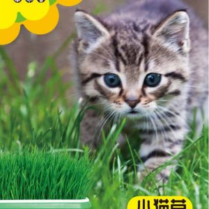 Kitten grass (1000 pieces)