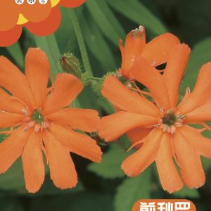 Lychnophora (about 1500 pieces)