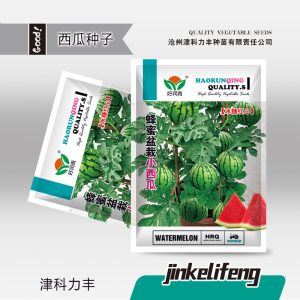 50 small potted watermelons