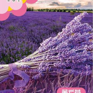 Lavender (about 500 capsules)