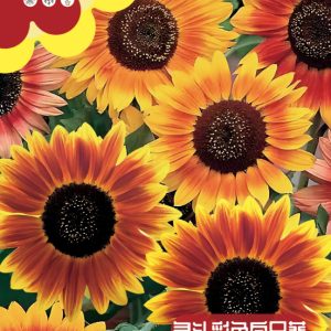 Multi-colored sunflower seeds ( 50 seeds)