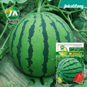 Lazy Man 8424 Watermelon 3g (50 pieces)