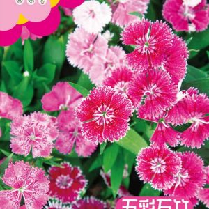 Colorful carnations (about 400 pieces)