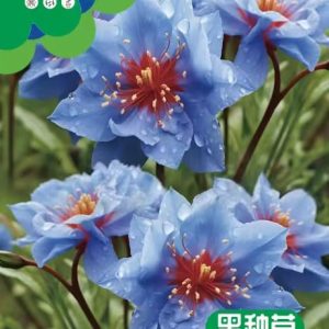 Black Seed Grass (about 500 capsules)