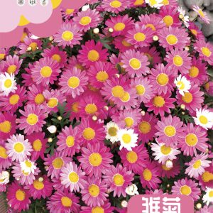 Daisy seeds (about 450 seeds)