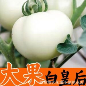 White tomato (100 pieces)
