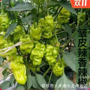 Wrinkled skin calabash pepper ( 100 pieces )