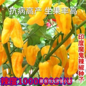 Yellow pepper (50 seed)