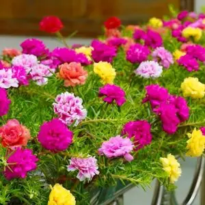 বারোমাসি হাইব্রিড পর্তুলিকা স্পেশাল প্যাকেট