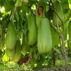 বারী 12 বেগুন