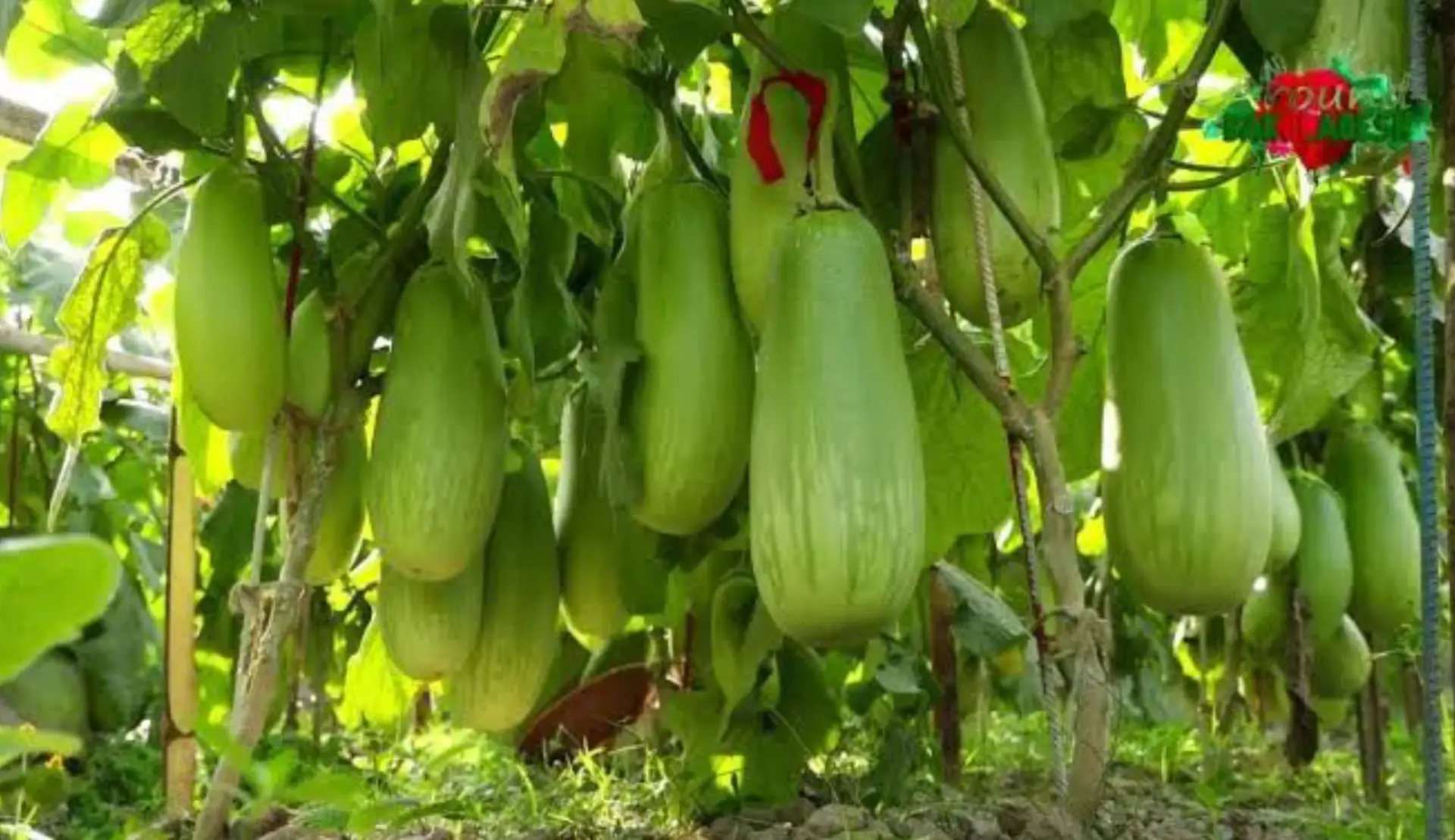 বারী 12 বেগুন