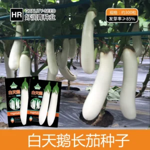 2 grams of white swan long eggplant (300 pieces)