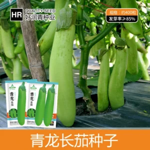 Qinglong long jacket 300 pieces