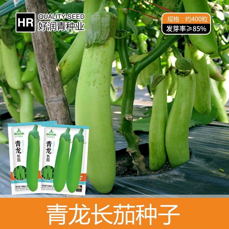 Qinglong long jacket 300 pieces