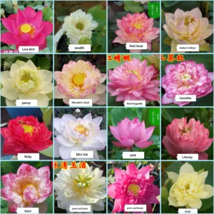 পদ্ম/Lotus ১৬ প্রজাতির ১৬ টি বীজ