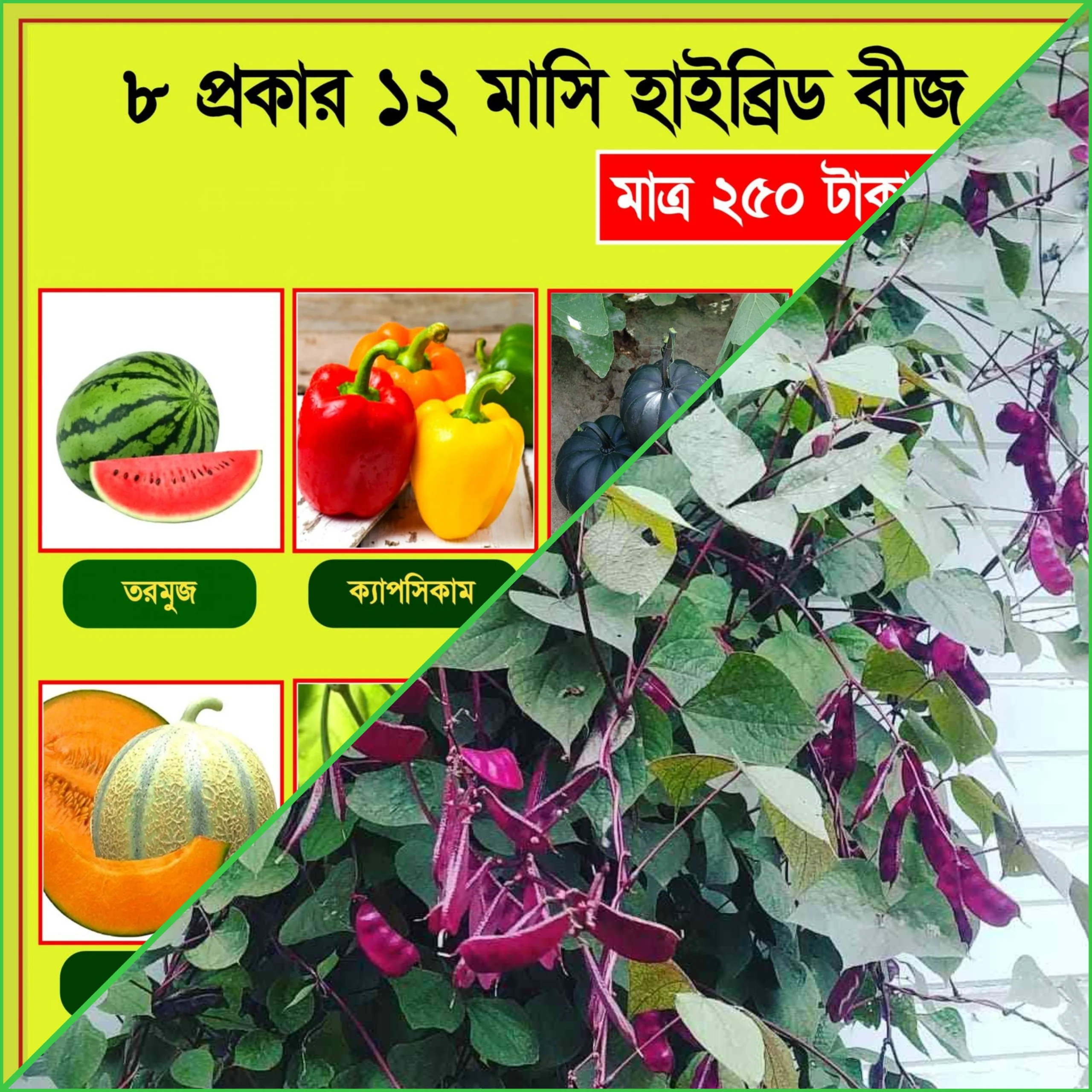 9 প্রকার বারোমাসি হাইব্রিড বীজের কম্বো প্যাকেজ+লাল শিম বড় প্যাকেট/All year 9 types of hybrid seed+Red bean