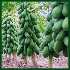 হাইব্রিড পেঁপে সুইট কিং/Hybrid papaya sweet king
