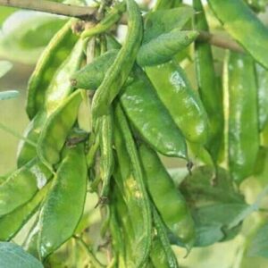 কেরালা শিম/Kerala bean